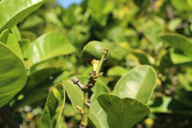 İsviçre, St. Gallen 'de ağaçta yeşil 