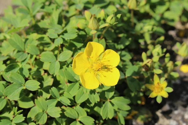 Yellow Woolly Fruit Cinquefoil Flower Gallen Switzerland Its Latin Name — 스톡 사진