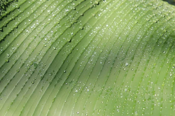 Close Dwarf Banana Leaf Raindrops Wild Banana Gallen Switzerland Musa — 스톡 사진