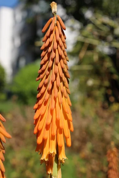 Red Hot Poker Květina Nebo Tritoma Torch Lily Poker Plant — Stock fotografie