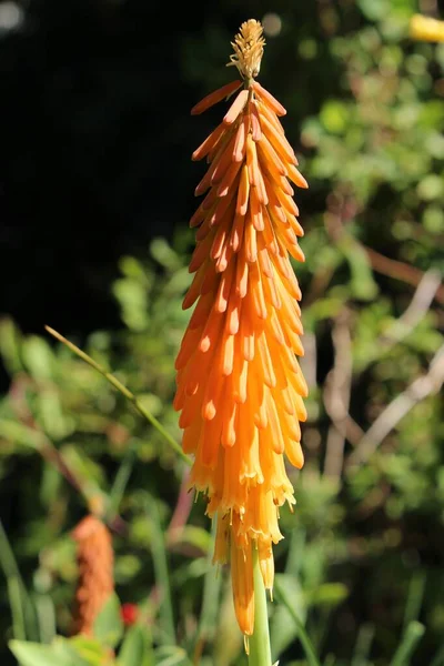 Red Hot Poker Květina Nebo Tritoma Torch Lily Poker Plant — Stock fotografie