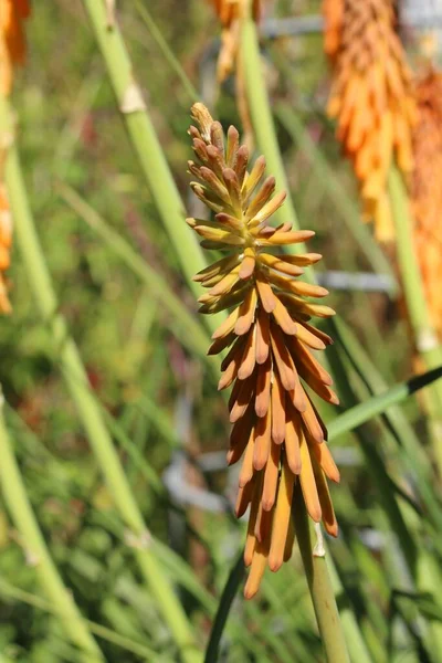 Λουλούδι Red Hot Poker Tritoma Torch Lily Poker Plant Στο — Φωτογραφία Αρχείου