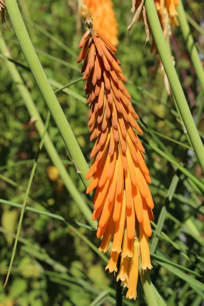 Red Hot Poker Flower Tritoma Torch Lily Poker Plant Gallen — Stock Photo, Image
