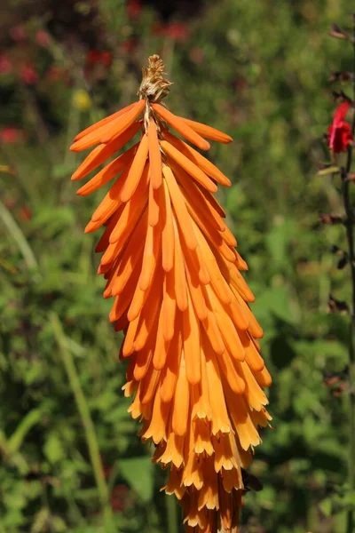 Λουλούδι Red Hot Poker Tritoma Torch Lily Poker Plant Στο — Φωτογραφία Αρχείου