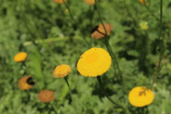 Yellow Buttonweed Flower Water Button Gallen Switzerland Its Latin Name — 스톡 사진