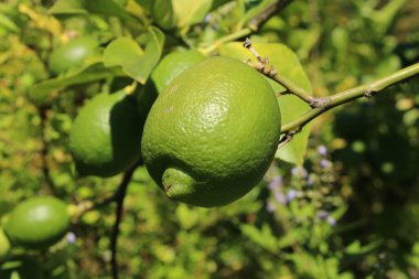 İsviçre, St. Gallen 'deki ağaçta yeşil 