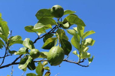 İsviçre, St. Gallen 'deki ağaçta yeşil 