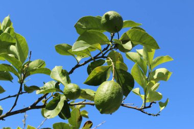 İsviçre, St. Gallen 'deki ağaçta yeşil 