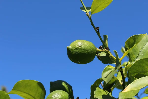 Verde Limão Árvore Gallen Suíça Seu Nome Latino Citrus Limon — Fotografia de Stock