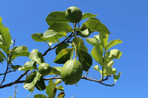 Verde Limão Árvore Gallen Suíça Seu Nome Latino Citrus Limon — Fotografia de Stock