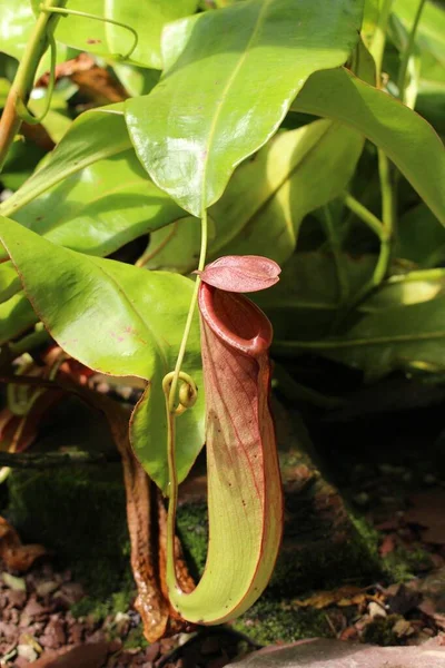 瑞士圣加仑的肉食性 普通沼泽猪笼草 牠们的拉丁文名为Nepenthes Mirabilis Syn Phyllamphora Mirabilis 原产于东南亚 — 图库照片