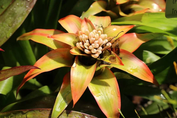 Scarlet StarスイスのSt Gallenにある花 またはDroophead Tufted Airplant ラテン語名はGuzmania Lingulata Var Minorコスタリカ — ストック写真