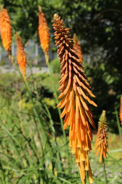 Λουλούδια Red Hot Poker Torch Lily Knofflers Poker Plant Tritoma — Φωτογραφία Αρχείου