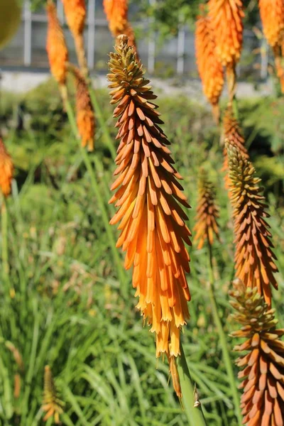 Red Hot Poker Květiny Nebo Torch Lily Knofflers Poker Plant — Stock fotografie