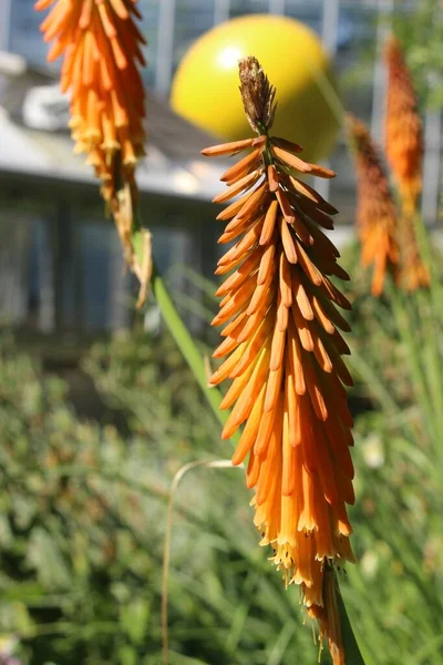 Red Hot Poker Květiny Nebo Torch Lily Knofflers Poker Plant — Stock fotografie