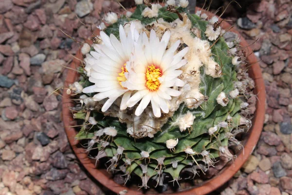 Flor Blanca Amarilla Cactus Alcachofa Gallen Suiza Nombre Latín Obregonia — Foto de Stock