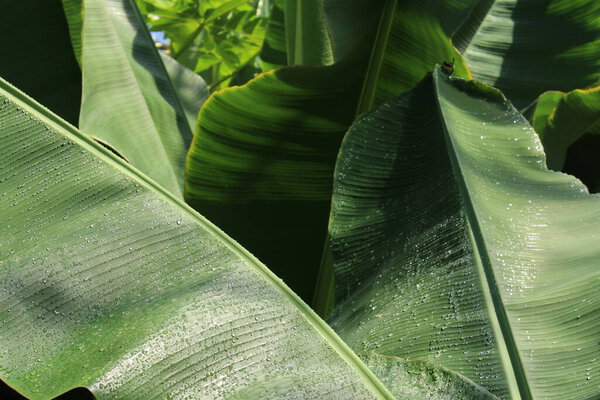 Close-up "Dwarf Banana" leaf with raindrops (or Wild Banana) in St. Gallen, Switzerland. Musa Acuminata (Syn Musa Cavendishii and Musa Chinensis).