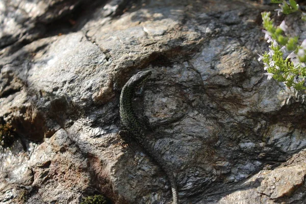 Common Wall Lizard European Wall Lizard Innsbruck Áustria Seu Nome — Fotografia de Stock