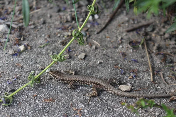 Common Wall Lizard European Wall Lizard Innsbruck Áustria Seu Nome — Fotografia de Stock