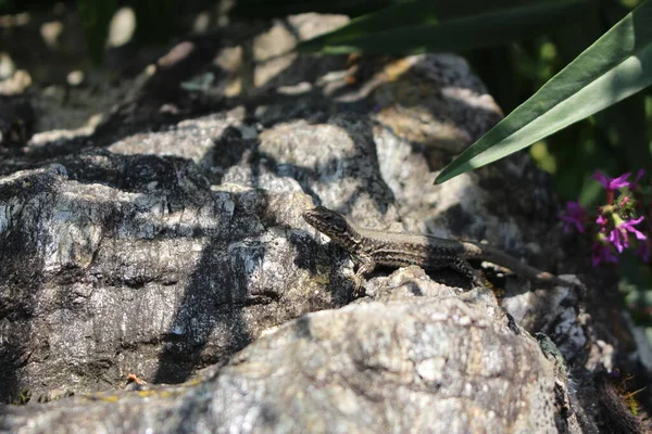 Common Wall Lizard European Wall Lizard Innsbruck Austria Its Latin — Stock Photo, Image