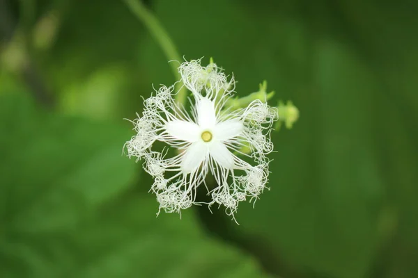 Biały Kwiat Dyni Węża Lub Dynia Węża Chichinda Padwal Gallen — Zdjęcie stockowe