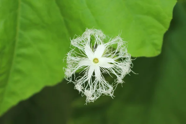 Flor Branca Snake Gourd Serpent Gourd Chichinda Padwal Gallen Suíça — Fotografia de Stock