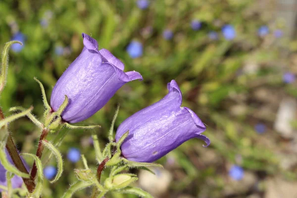 Blå Lila Pyreneiska Bellflower Eller Showy Bellflower Showy Harebell Gallen — Stockfoto