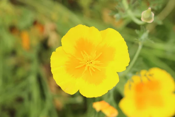 Orange California Poppy Flower Golden Poppy Cup Gold Innsbruck Austria — 스톡 사진