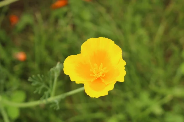 Orange California Poppy Flower Golden Poppy Cup Gold Innsbruck Austria — 스톡 사진