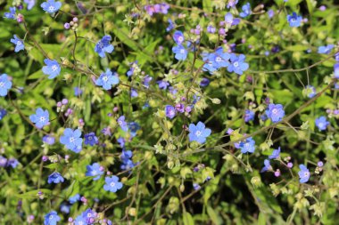 İsviçre, St. Gallen 'de mavi 