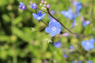 İsviçre, St. Gallen 'de mavi 