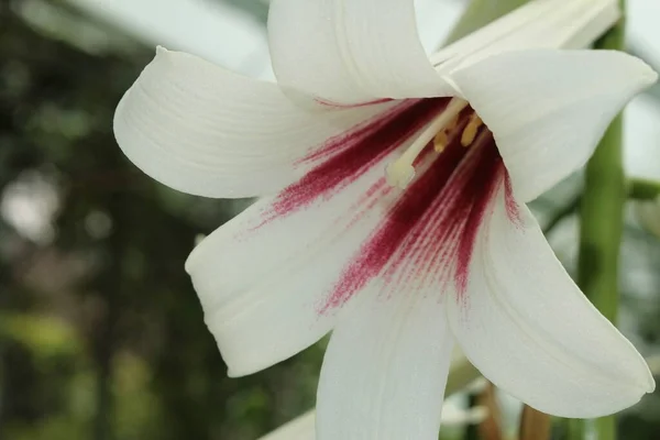 Bílá Obrovská Himálajská Lily Květina Nebo Obří Lily Gallen Švýcarsko — Stock fotografie