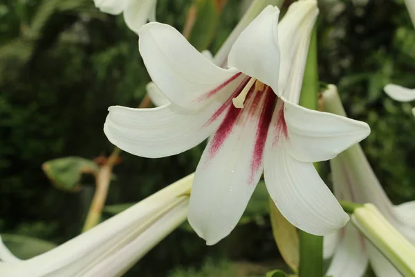 Biały Kwiat Olbrzymiej Lilii Himalajskiej Lub Olbrzymia Lilia Gallen Szwajcaria — Zdjęcie stockowe
