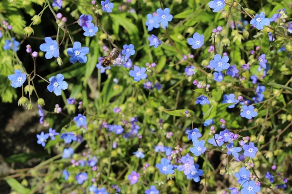 Blå Navelwort Blommor Gallen Schweiz Dess Latinska Namn Omphalodes Nitida — Stockfoto