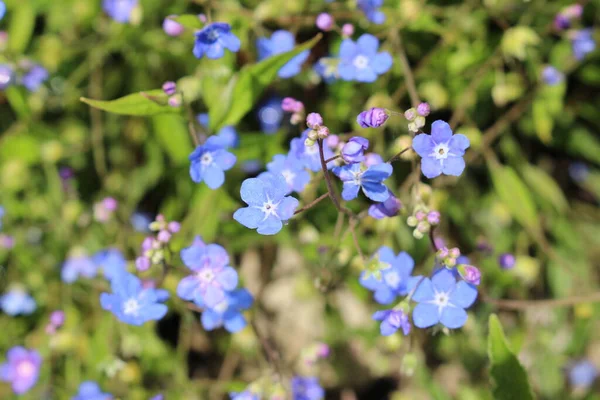 Flores Azules Navelwort Gallen Suiza Nombre Latín Omphalodes Nitida Nativo —  Fotos de Stock