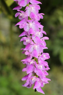 İsviçre, St. Gallen 'de beyaz-mor 