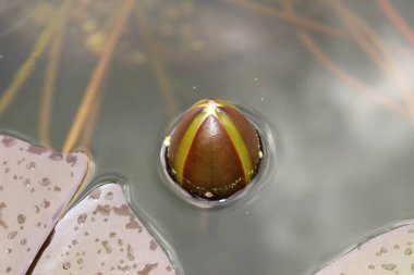 İsviçre, St. Gallen 'deki Pembe-kırmızı 