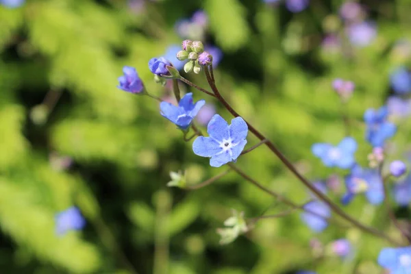 Blå Navelwort Blommor Gallen Schweiz Dess Latinska Namn Omphalodes Nitida — Stockfoto