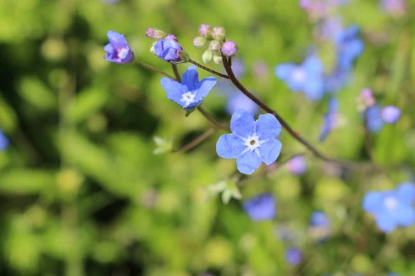 Flores Azules Navelwort Gallen Suiza Nombre Latín Omphalodes Nitida Nativo —  Fotos de Stock