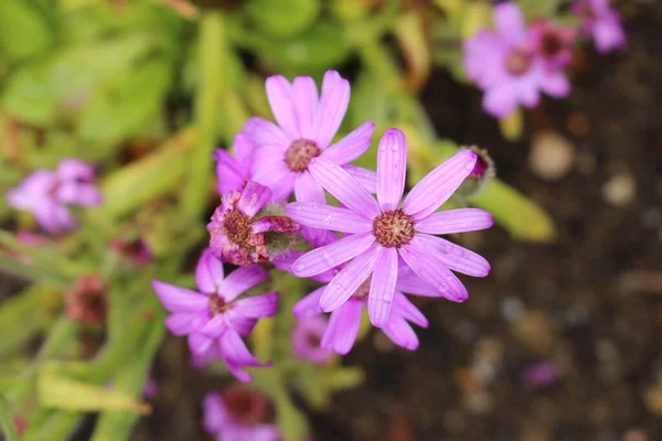 Fiore Viola Mountain Senecio Fireweed San Gallo Svizzera Suo Nome — Foto Stock