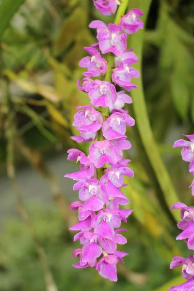 Orquídea Blanco Púrpura Multi Flowered Aerides Gallen Suiza Nombre Latín — Foto de Stock