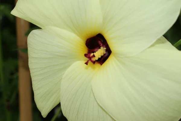 Aibika Flower Sunset Muskmallow Sunset Hibiscus Hibiscus Manihot Gallen Switzerland — Stock Photo, Image