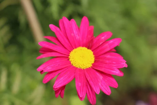 Hybridní Malovaná Daisy Robinson Red Květina Nebo Pyrethrum Chryzantéma Gallen — Stock fotografie