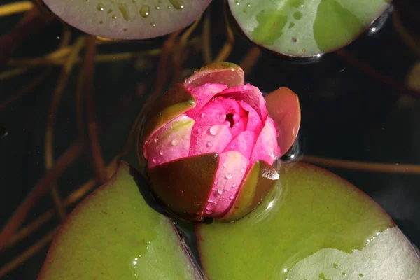 Růžovo Červená Hybridní Rybník Vodní Lilie Květina Gallen Švýcarsko Jeho — Stock fotografie