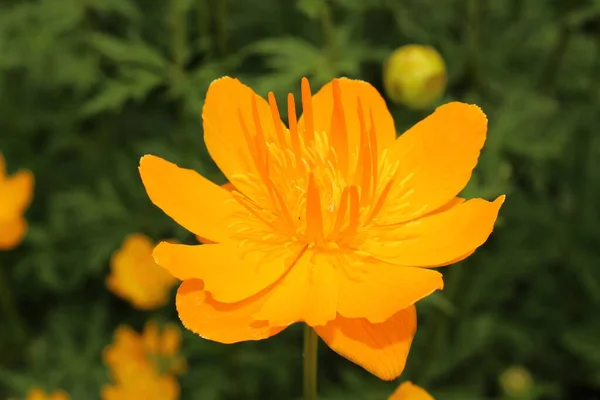 Yellow Orange Asian Globeflower Only Globe Flower Gallen Switzerland Its — 스톡 사진