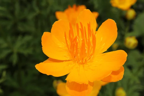 Amarillo Naranja Globeflower Asiático Solo Globe Flower Gallen Suiza Nombre — Foto de Stock