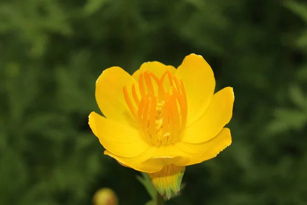 Yellow Orange Asian Globeflower Only Globe Flower Gallen Switzerland Its — 스톡 사진