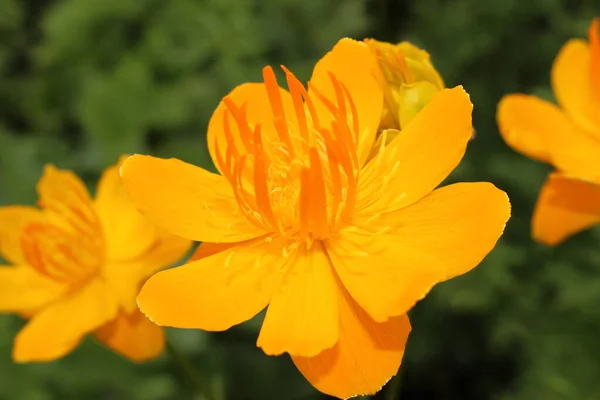 Yellow Orange Asian Globeflower Only Globe Flower Gallen Switzerland Its — 스톡 사진