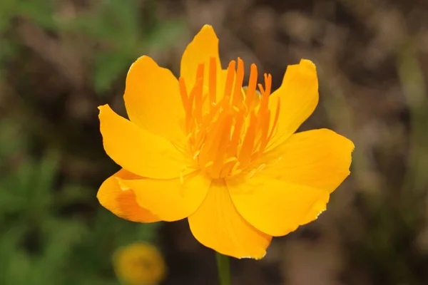 Amarillo Naranja Globeflower Asiático Solo Globe Flower Gallen Suiza Nombre —  Fotos de Stock