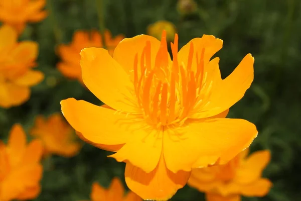 Amarillo Naranja Globeflower Asiático Solo Globe Flower Gallen Suiza Nombre — Foto de Stock